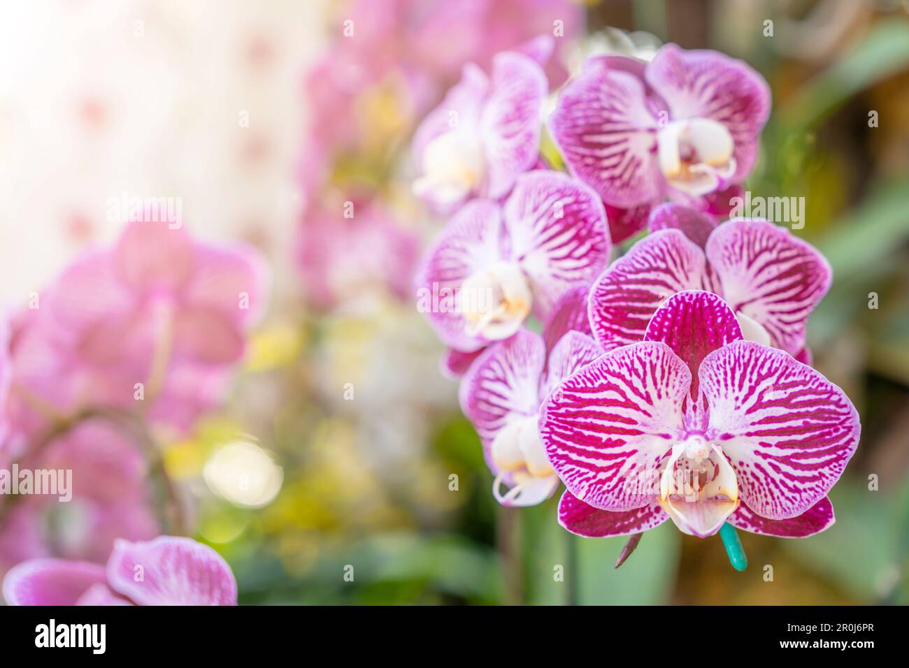 Les orchidées de couleur rose. Également connu sous le nom d'orchidée. Nom botanique: Phalaenopsis Aphrodite Banque D'Images