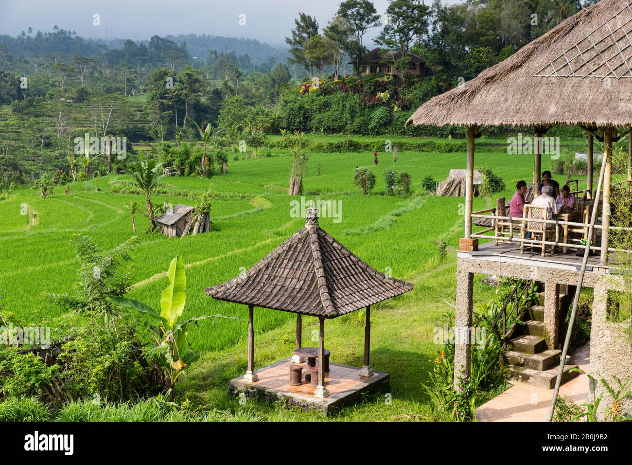 Restaurant au-dessus de champs de riz, le riz de culte, Iseh, Sidemen, Bali, Indonésie Banque D'Images