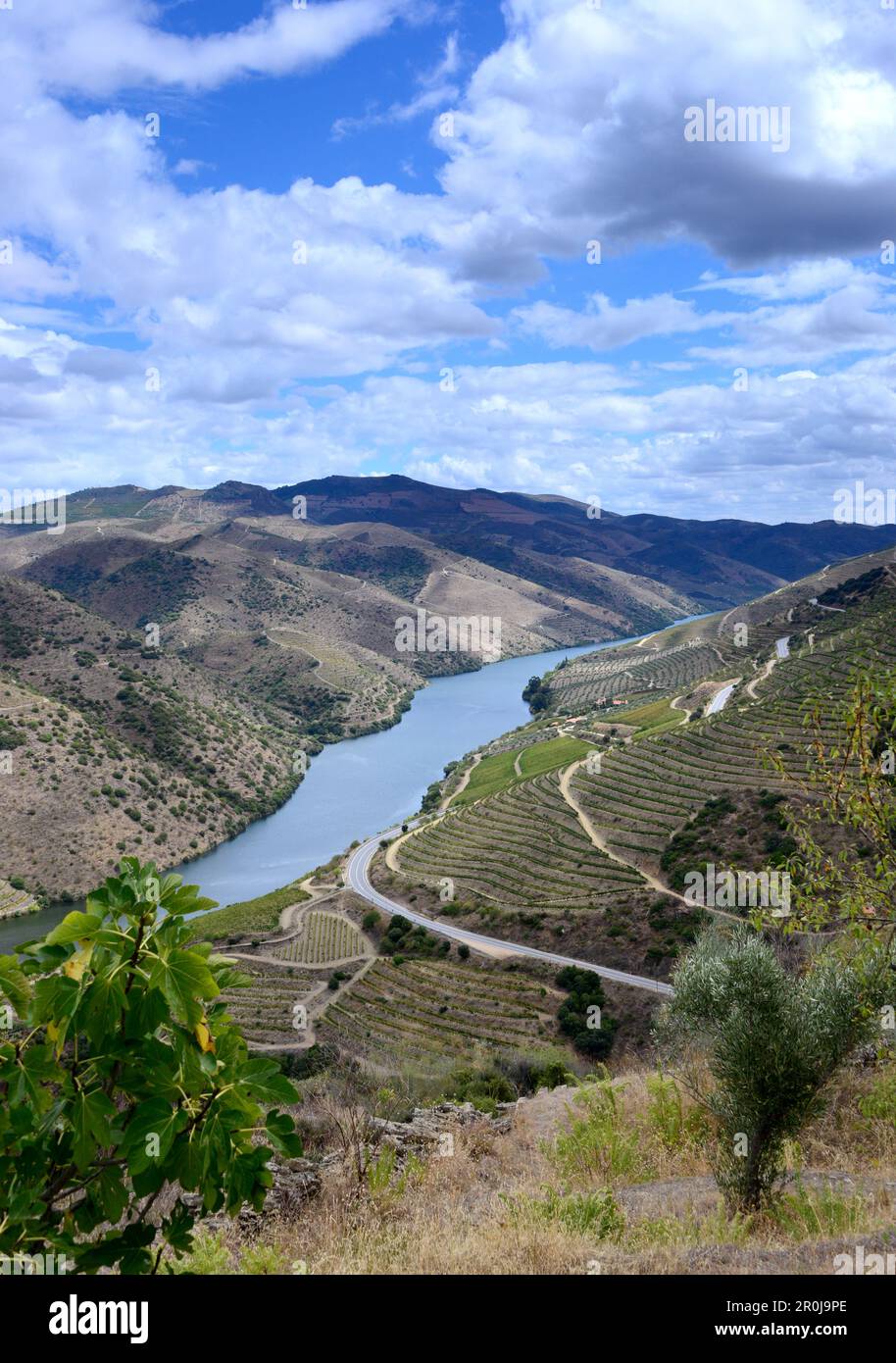 Vue du Museu de COA am Rio COA près de Vila Nova de Foz COA, haute vallée du Douro, Norte, Portugal Banque D'Images