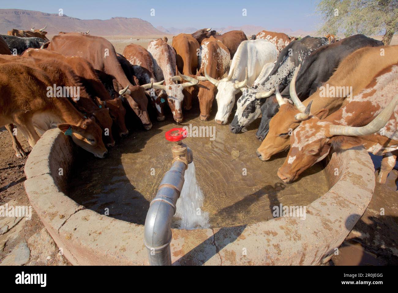 Bétail buvant dans un puits à Orupembe, Kaokoveld, Namibie Banque D'Images