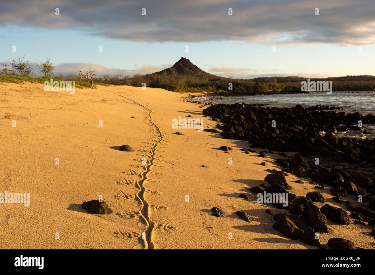 Un iguana de terre de Galapagos a laissé sa piste sur une plage de sable à côté de quelques rochers de lave noire, avec le sommet de Cerro Dragon ou Dragon Hill dans l'arrière Banque D'Images