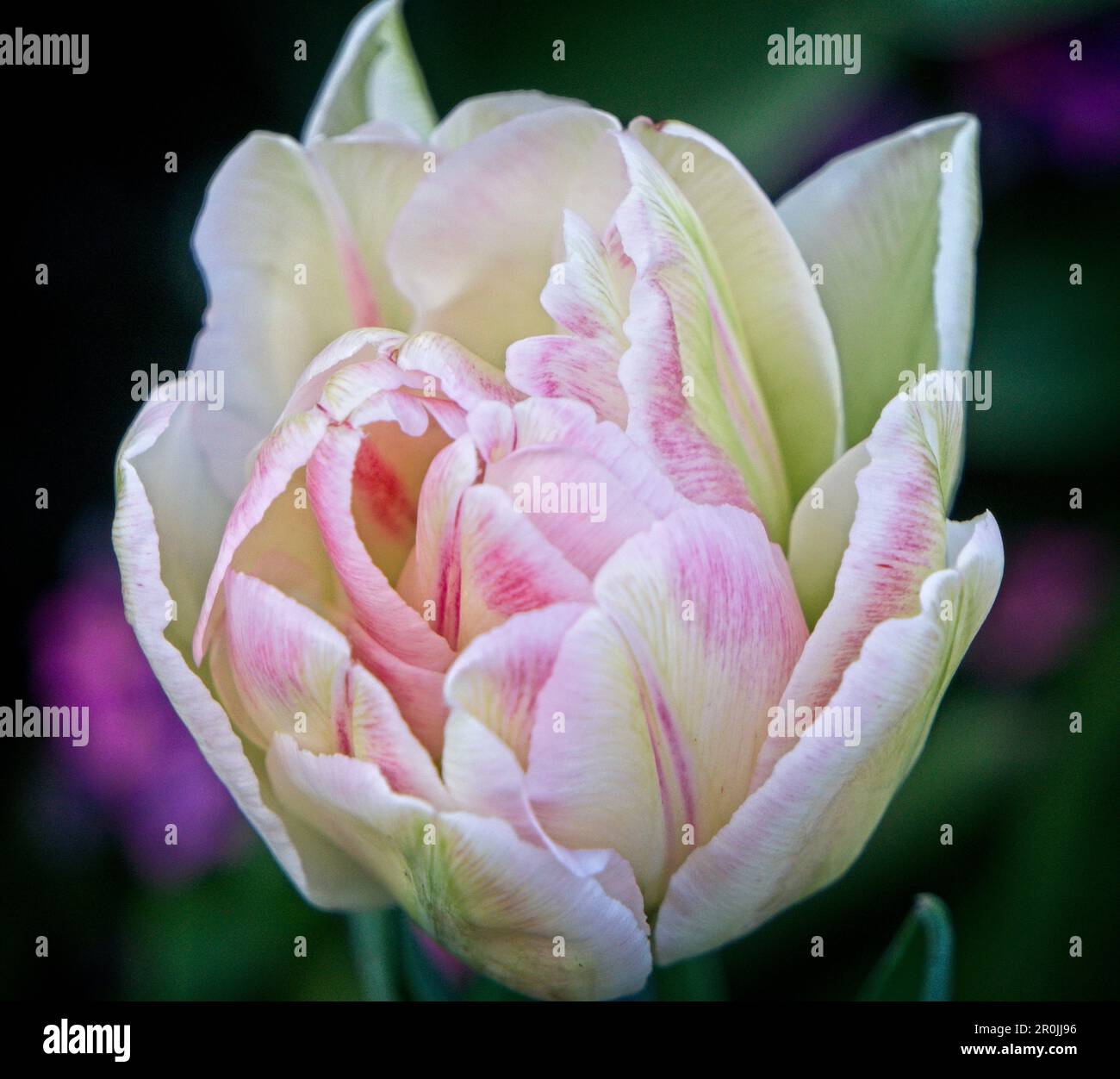 Jardin tulipe Butchart Gardens BC Banque D'Images