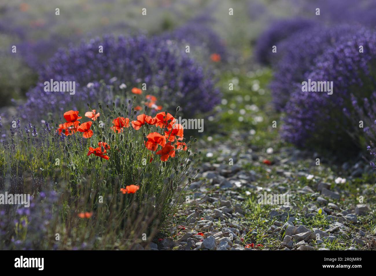 Coquelicots dans un champ de lavande, fleurs de pavot, lavande, près de Sault, Vaucluse, Provence, France, Europe Banque D'Images
