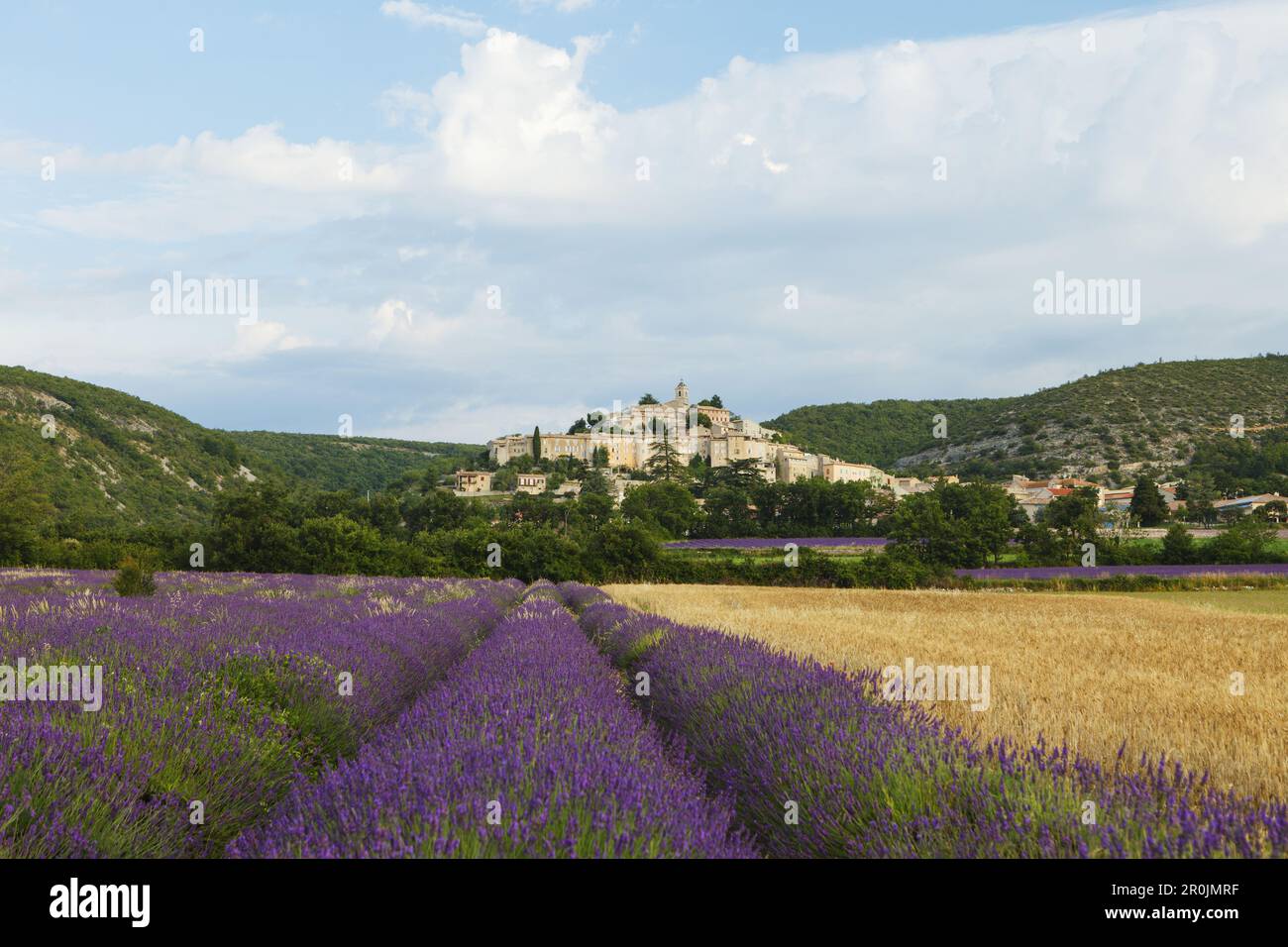 champ de blé et champ de lavande, lavande, lat. Lavendula angustifolia, Banon, village, Alpes-de-haute-Provence, Provence, France, Europe Banque D'Images
