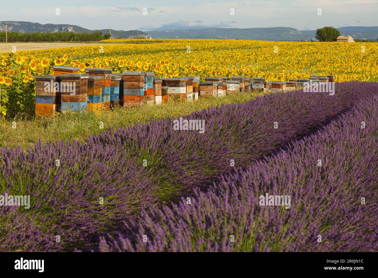 ruches près d'un champ de tournesol, tournesols, champ de lavande, lavande, lat. Lavendula angustifolia, haut plateau de Valensole, plateau de Valensole, n Banque D'Images