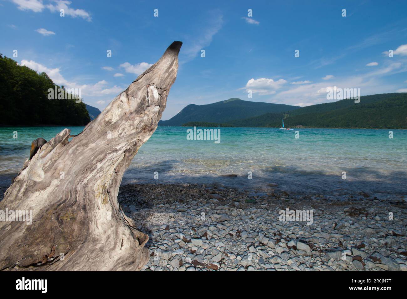 Racine sur la rive du lac Walchensee surplombant Jochberg, Walchensee, Bavière, Allemagne Banque D'Images