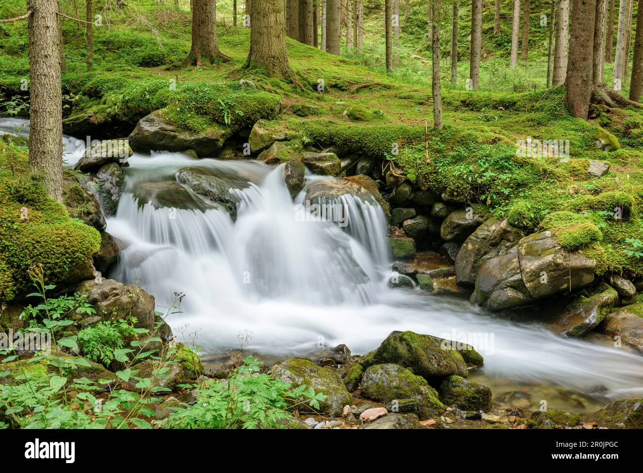 Cours d'eau traversant la forêt, Passo San Pellegrino, Dolomites, Dolomites classés au patrimoine mondial de l'UNESCO, Trentin, Italie Banque D'Images