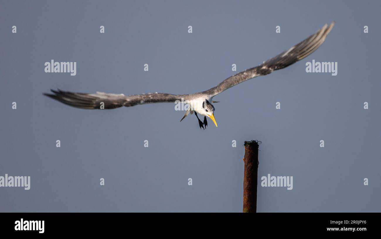 Un plus grand oiseau de mer à crête débarque sur un poteau créé par le pêcheur sur la plage de Midigama. Banque D'Images