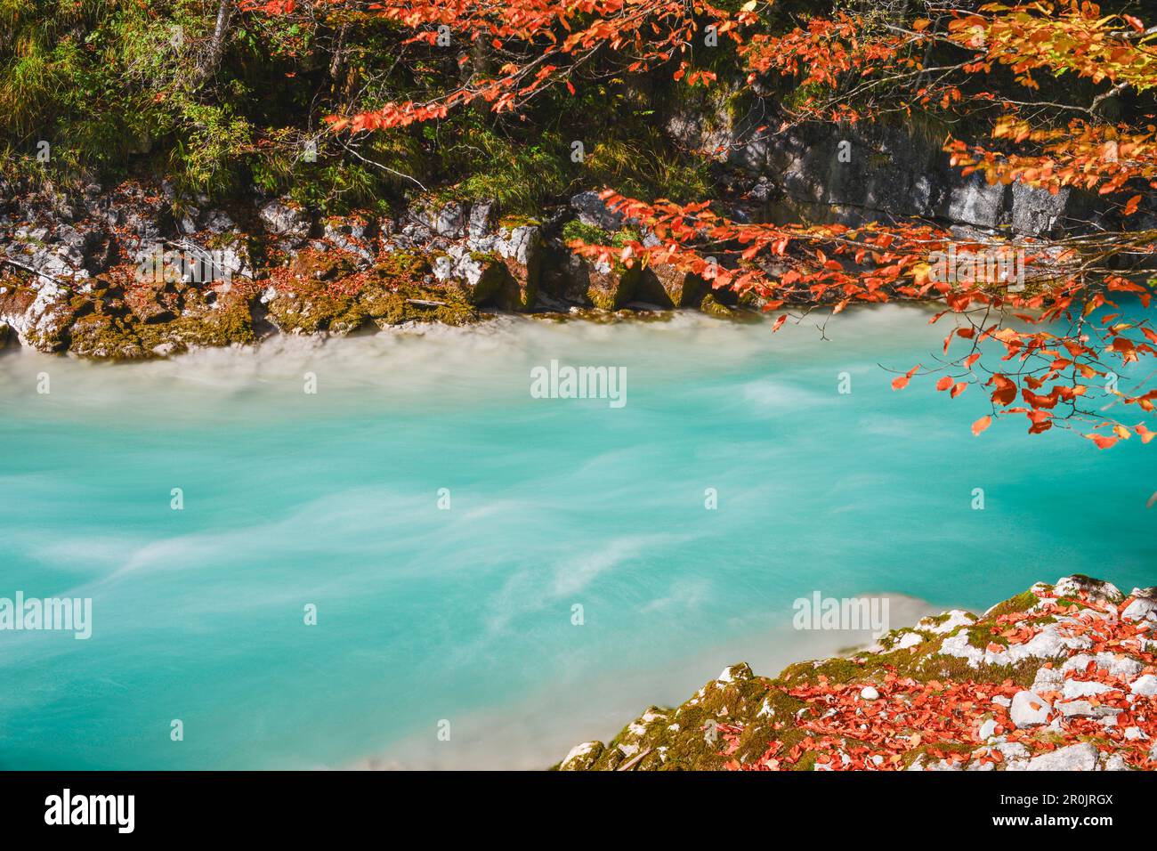 Couleurs d'automne à turquois rivière Rißbach vallée avec feuilles rouges de l'érable, Großer Ahornboden, Hinterriß, vallée de l'Engtal, Alpes calcaires du Nord, Ka Banque D'Images