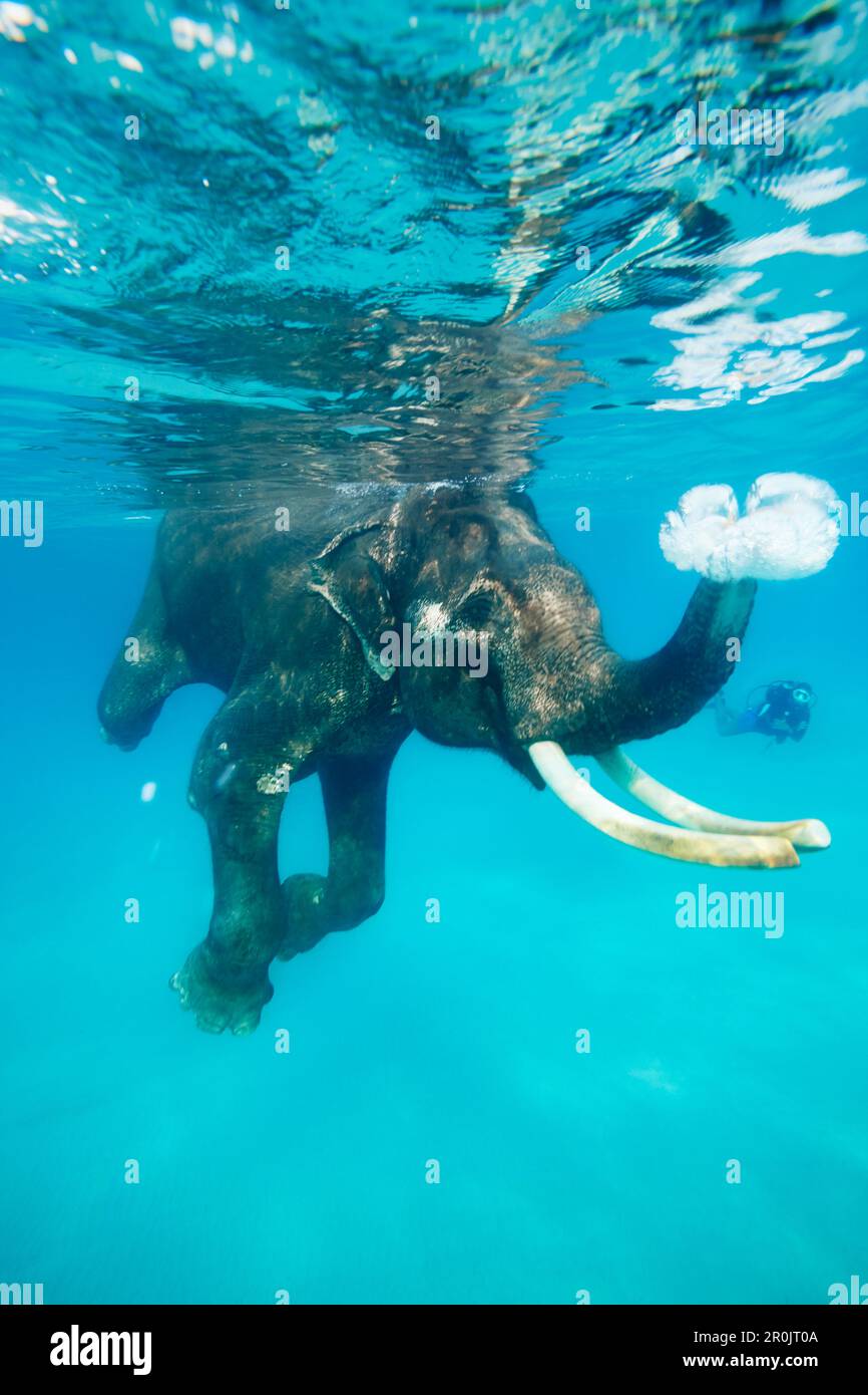 Baignade des éléphants, des plongeurs et des plongeurs l'accompagnant, île Havelock, îles Andaman, territoire de l'Union, Inde Banque D'Images