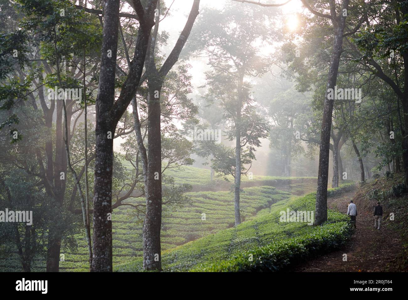 Promenez-vous dans la plantation de thé et les chênes d'argent à Woodhouse Mansion, Woodbriar Tea Estates à Valparai, Tamil Nadu, Western Ghats, Inde Banque D'Images