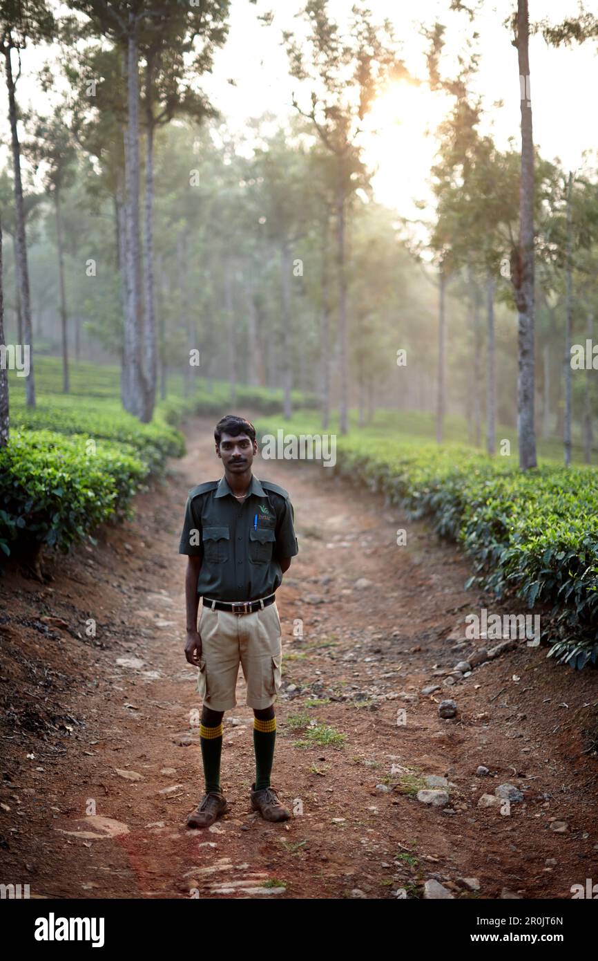 Guide Ajeesh, promenade matinale à travers la plantation de thé et les chênes d'argent à Woodhouse Mansion, Woodbriar Tea Estates à Valparai, Tamil Nadu, Western GH Banque D'Images