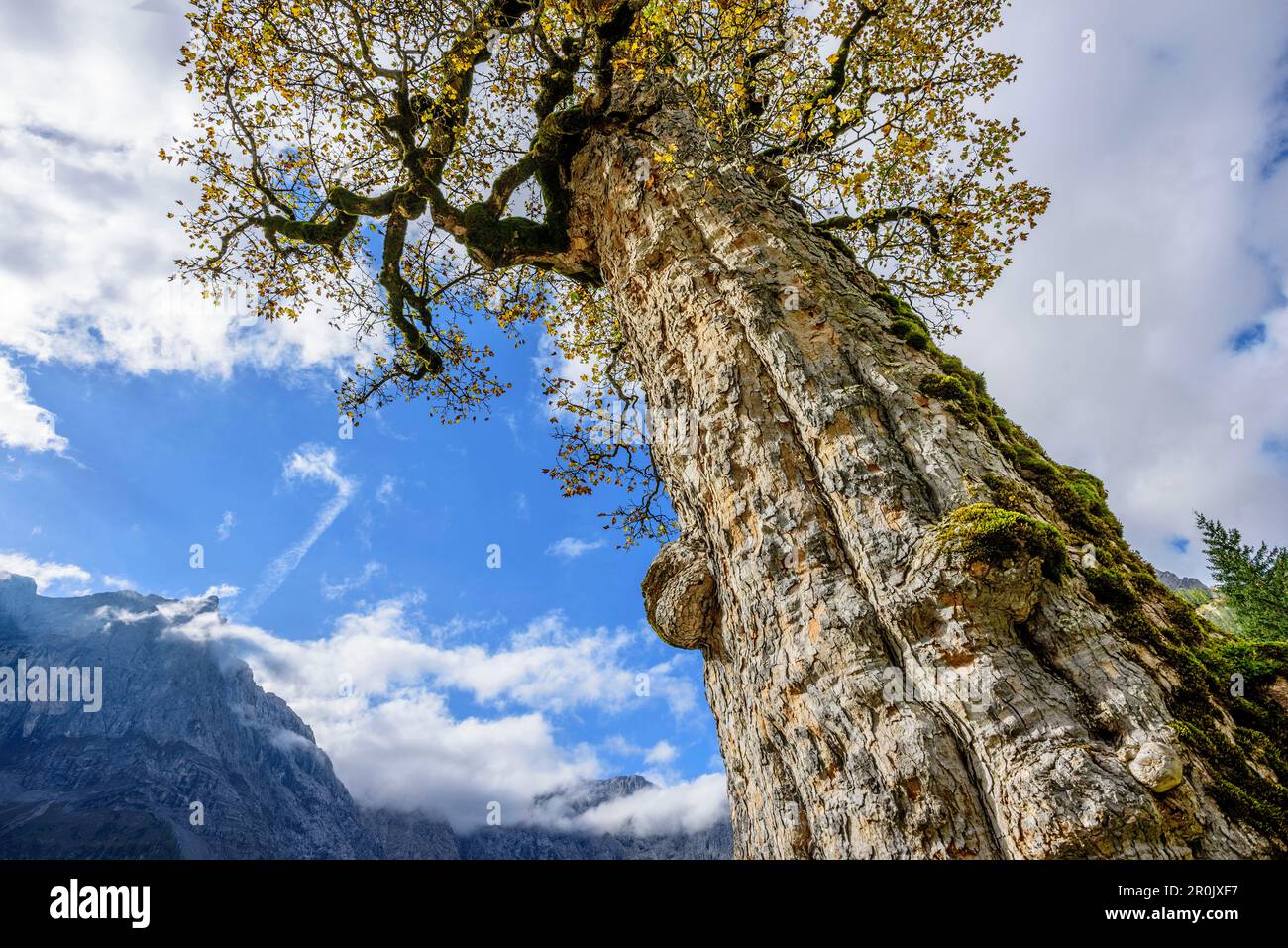Tronc d'érable aux couleurs automnales avec Spritzkarspitze, Grosser Ahornboden, Eng, Parc naturel Karwendel, Alpenpark Karwendel, Karwendel, Tyrol, Austr Banque D'Images