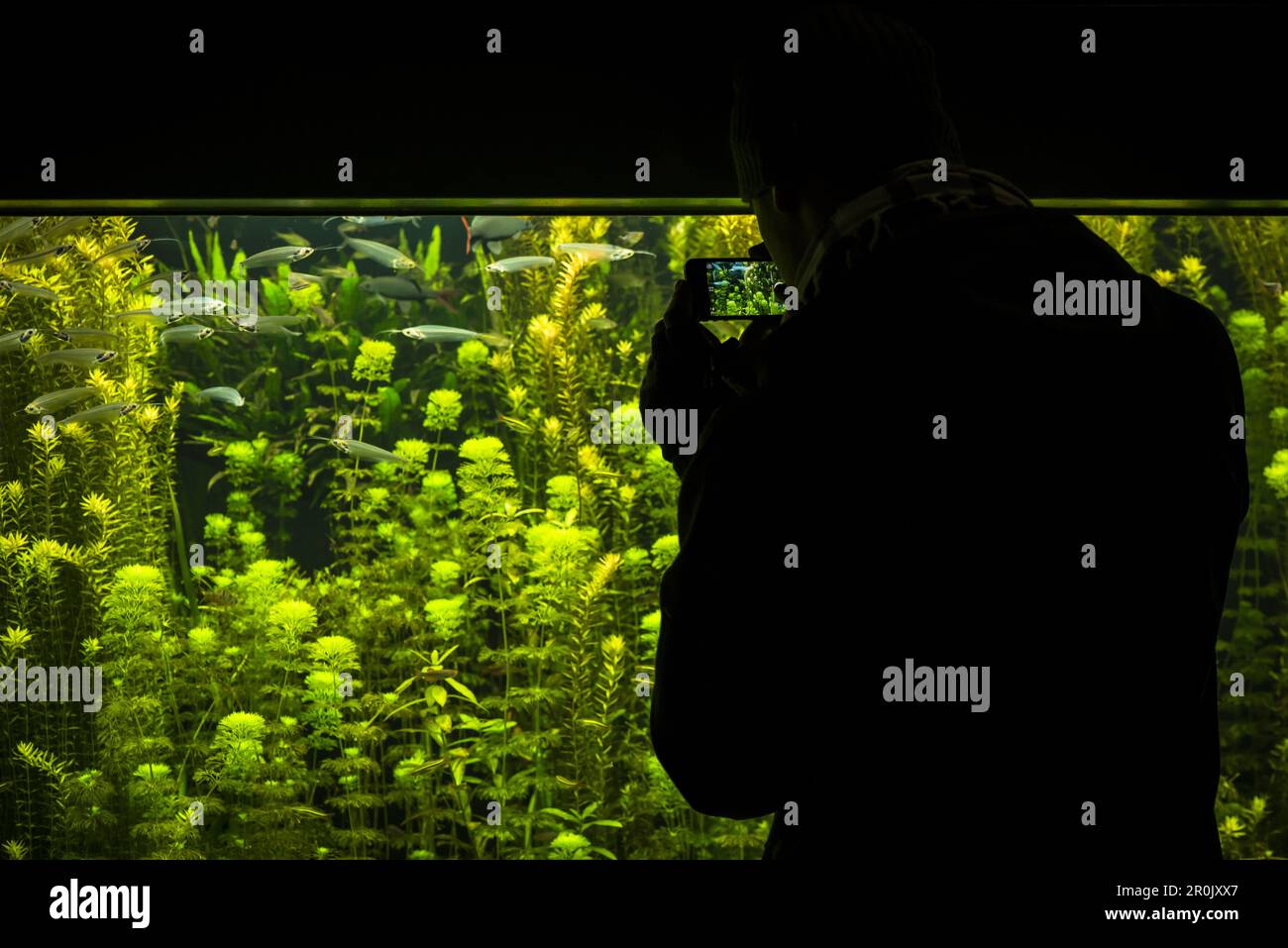 Homme prenant une photo avec son smartphone de grand aquarium à Berlin, aquarium Berlin, Allemagne Banque D'Images