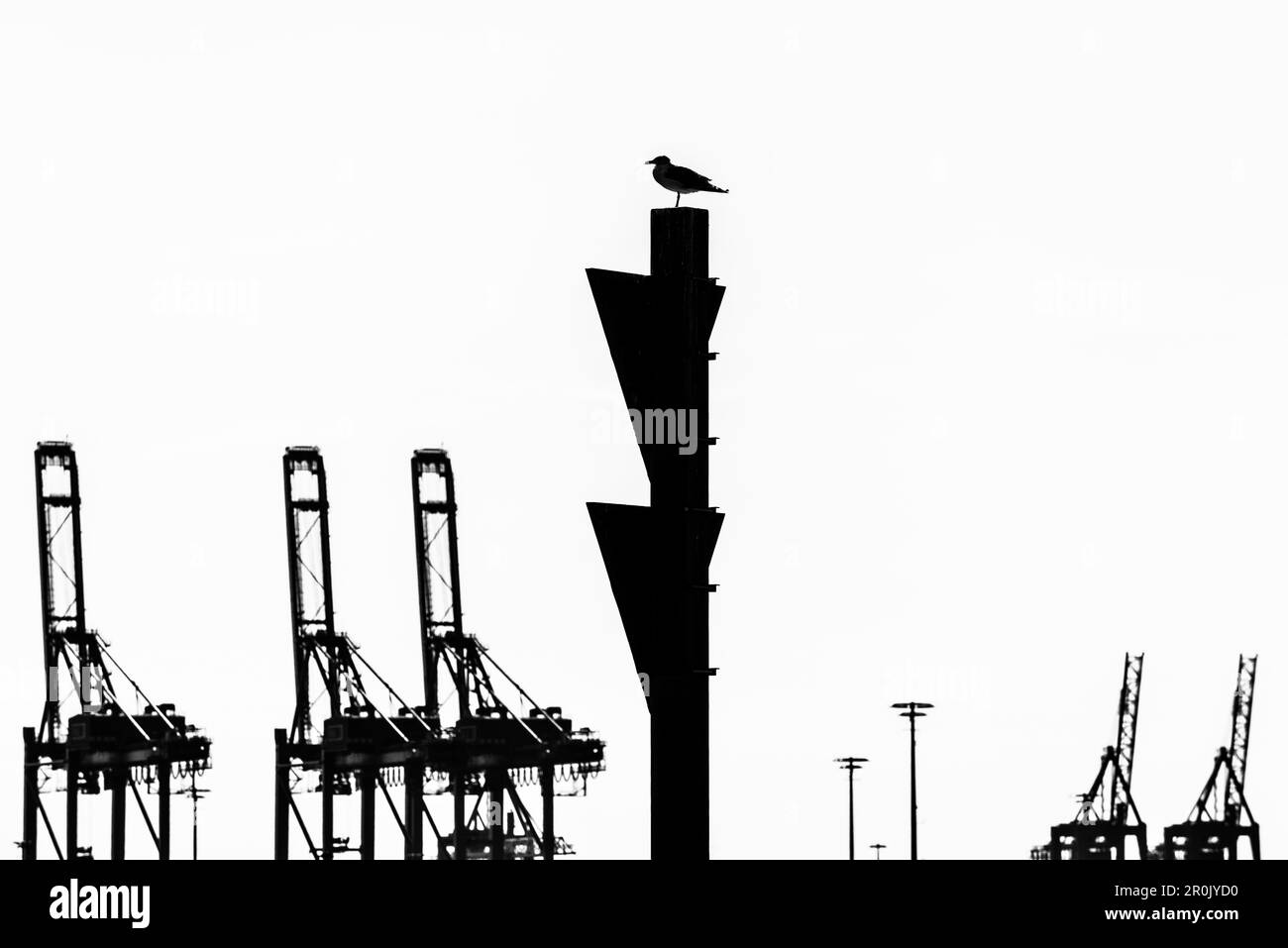 Un mouette sur un panneau de navigation avec des grues à conteneurs comme arrière-plan dans le port de Hambourg, Hambourg, Allemagne Banque D'Images