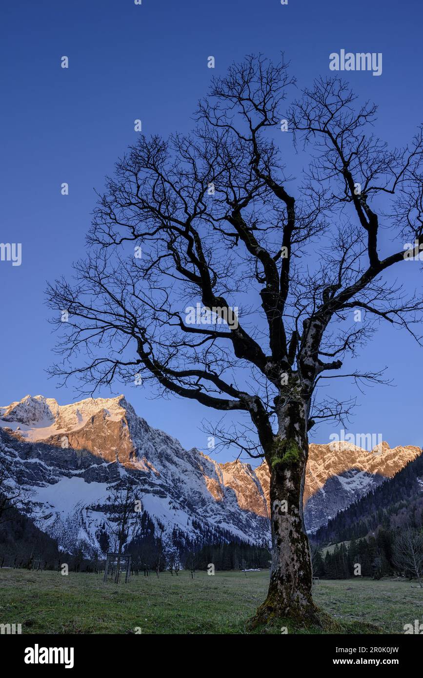 Mapple en face de la chaîne Karwendel avec Spritzkarspitze, Grosser Ahornboden, Eng, Parc naturel Karwendel, chaîne Karwendel, Tyrol, Autriche Banque D'Images