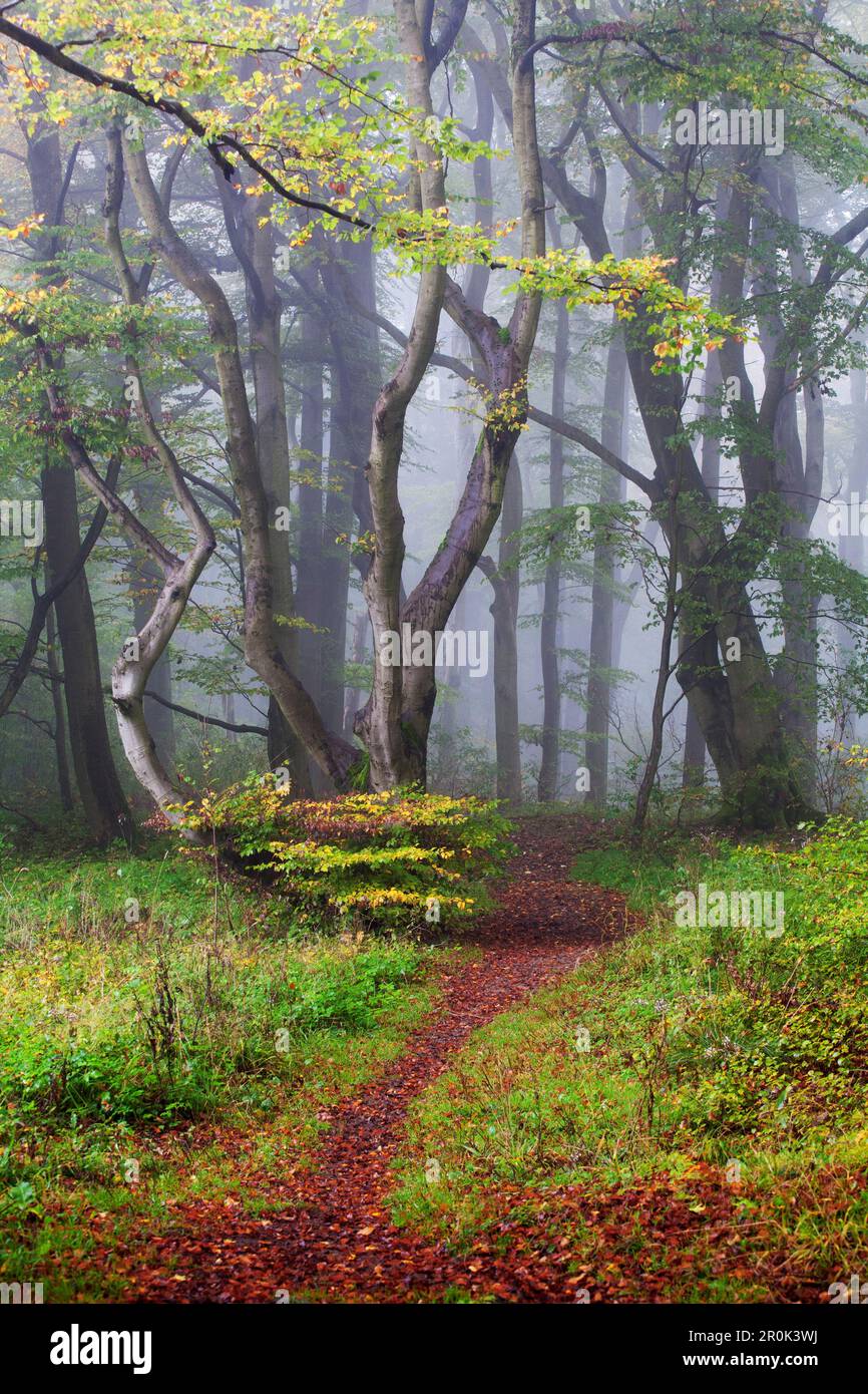 Chemin à travers la forêt de hêtres, Bergpark Wilhelmshoehe, parc naturel Habichtswald, Hesse, Kassel, Allemagne Banque D'Images