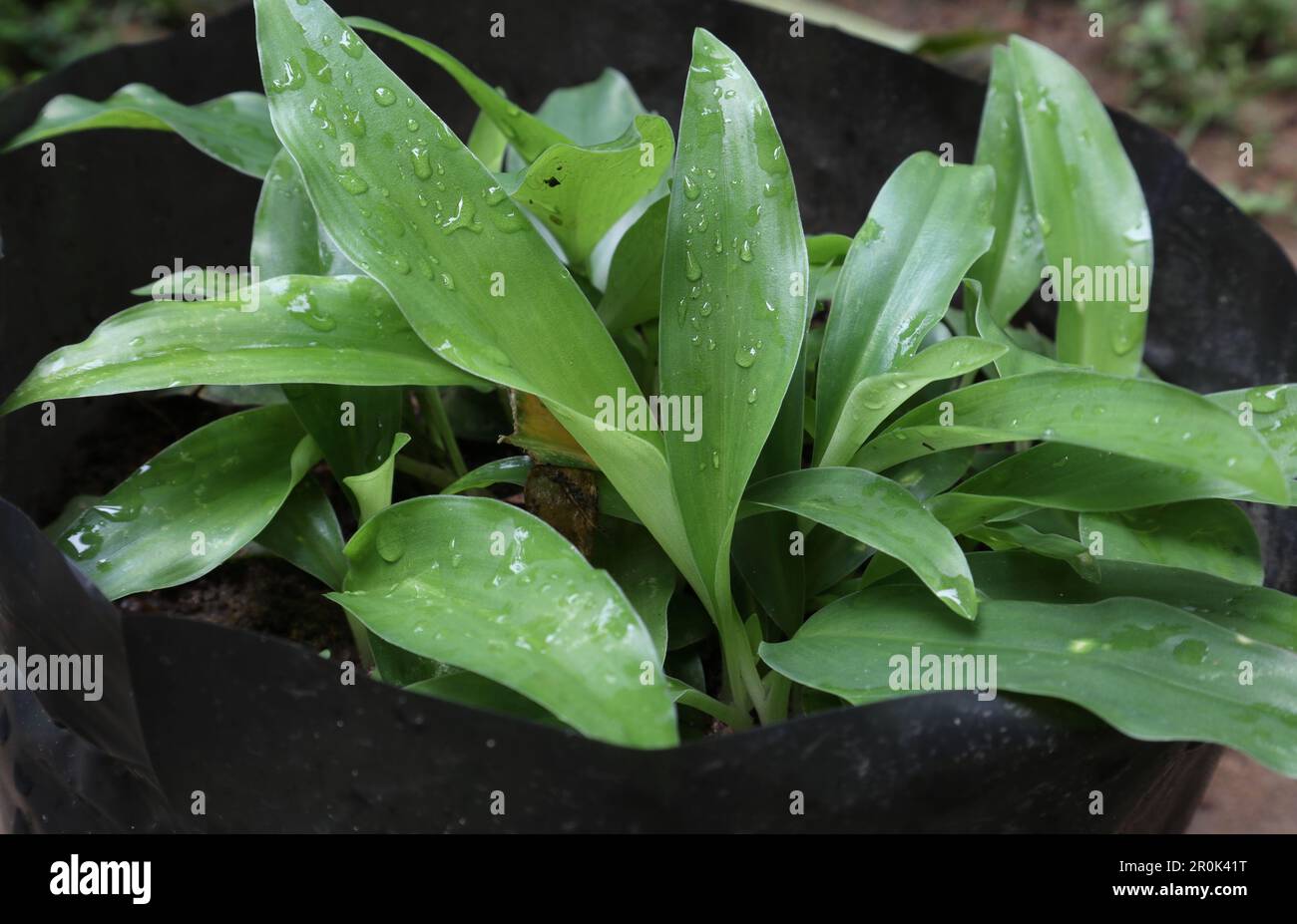 Gros plan sur les plantes en croissance de gingembre aromatique (Kaempferia Galanga) dans un sac en polyéthylène noir Banque D'Images