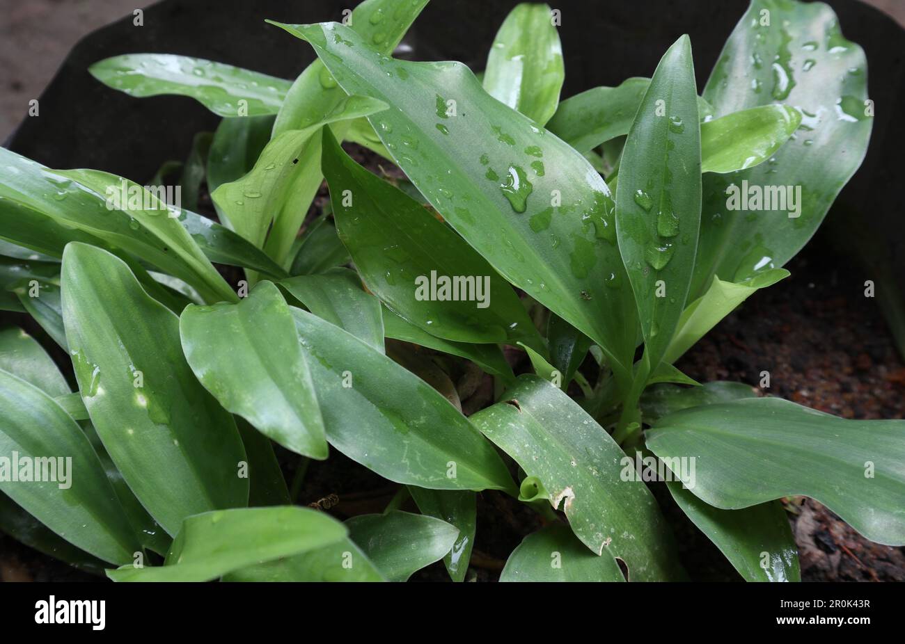 Vue en grand angle des plantes en croissance de Ginger de sable (Kaempferia Galanga) avec de l'eau à la surface des feuilles Banque D'Images