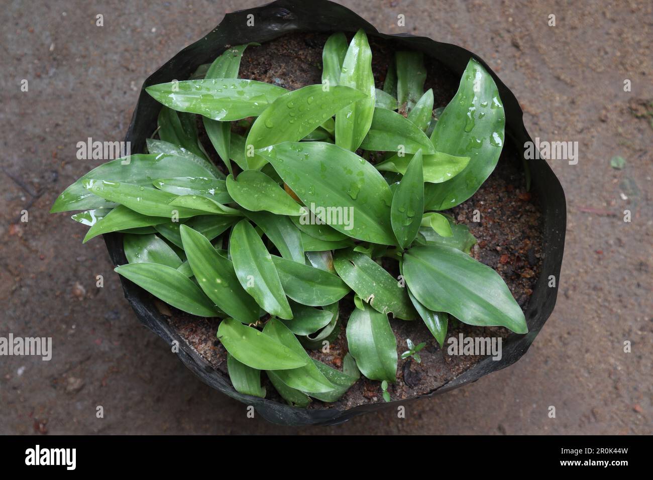 Vue en hauteur des plantes de Sand Ginger (Kaempferia Galanga) cultivées dans un grand sac noir en polyéthylène Banque D'Images
