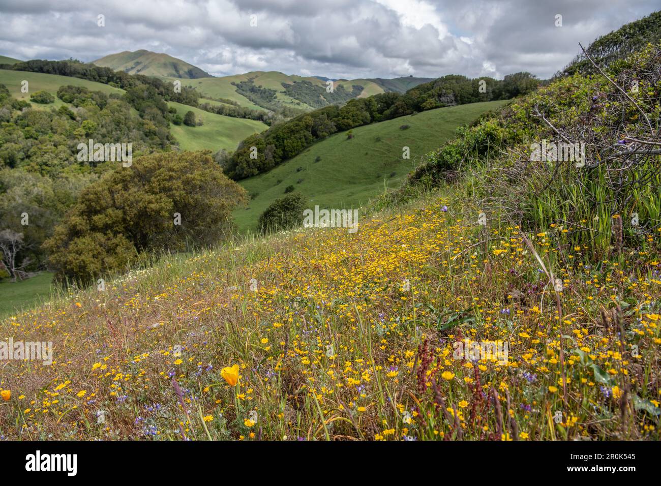 Les champs aurifères de Californie (Lasthenia californica) et d'autres fleurs sauvages fleurissent au printemps dans les collines CA. Banque D'Images