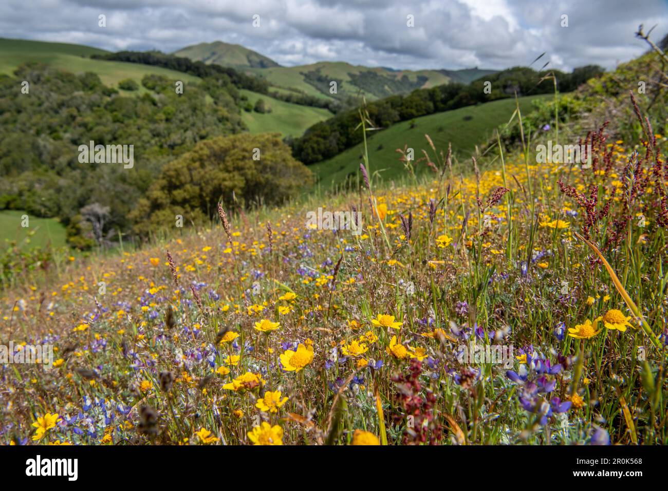 Les champs aurifères de Californie (Lasthenia californica) et d'autres fleurs sauvages fleurissent au printemps dans les collines CA. Banque D'Images
