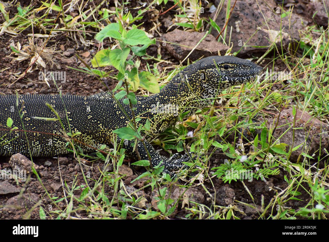 Surveillance du Nil (Varanus niloticus), l'une des plus grandes lézards du monde, au parc national de Chobe Banque D'Images