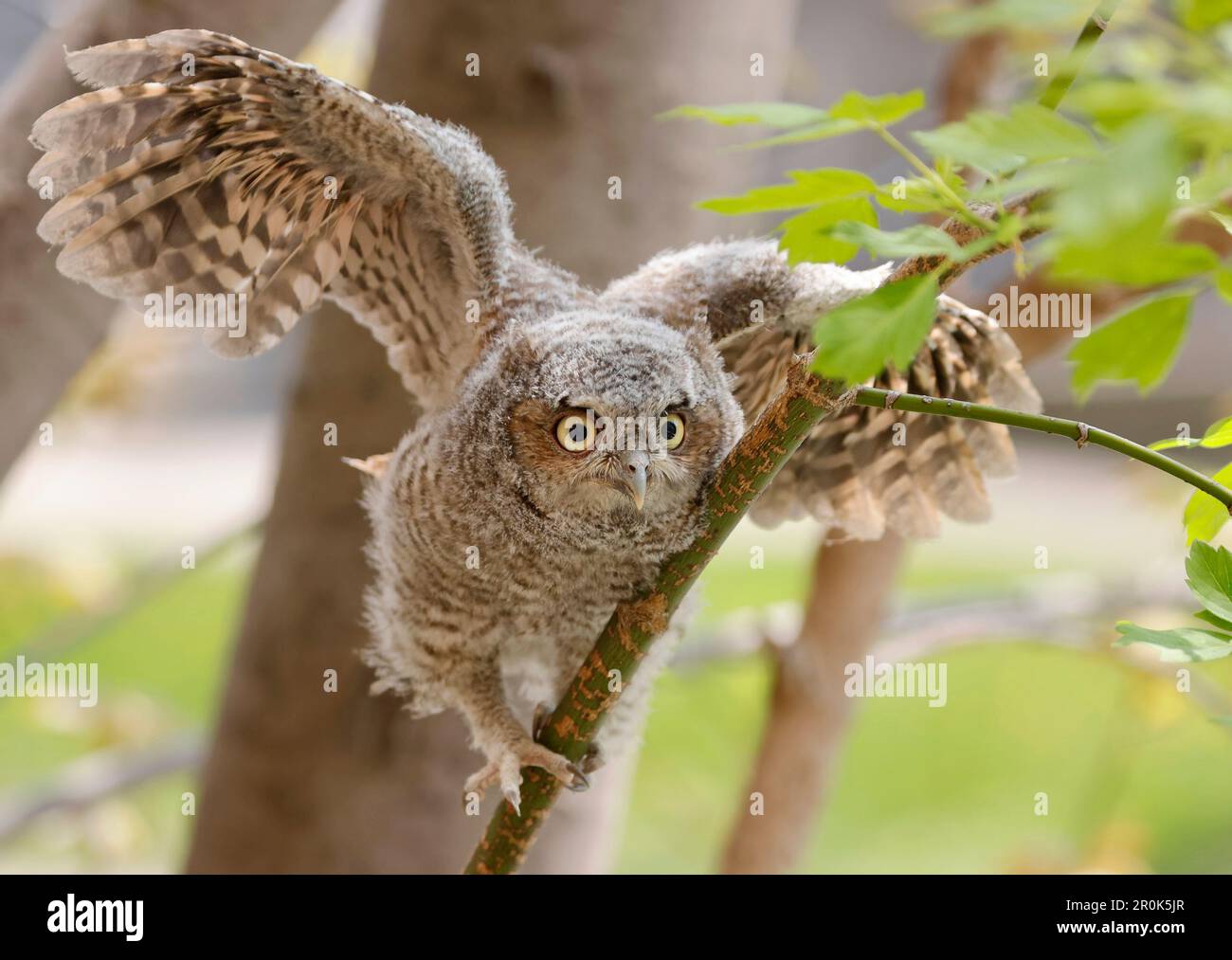 Hibou de l'est apprendre à voler, Québec, Canada Banque D'Images