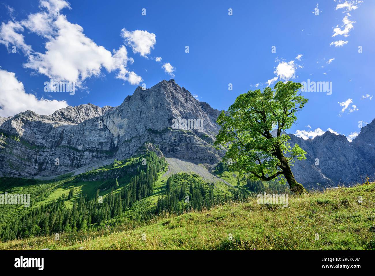 Érable en face de Spritzkarspitze, Grosser Ahornboden, Eng, Parc naturel Karwendel, chaîne Karwendel, Tyrol, Autriche Banque D'Images