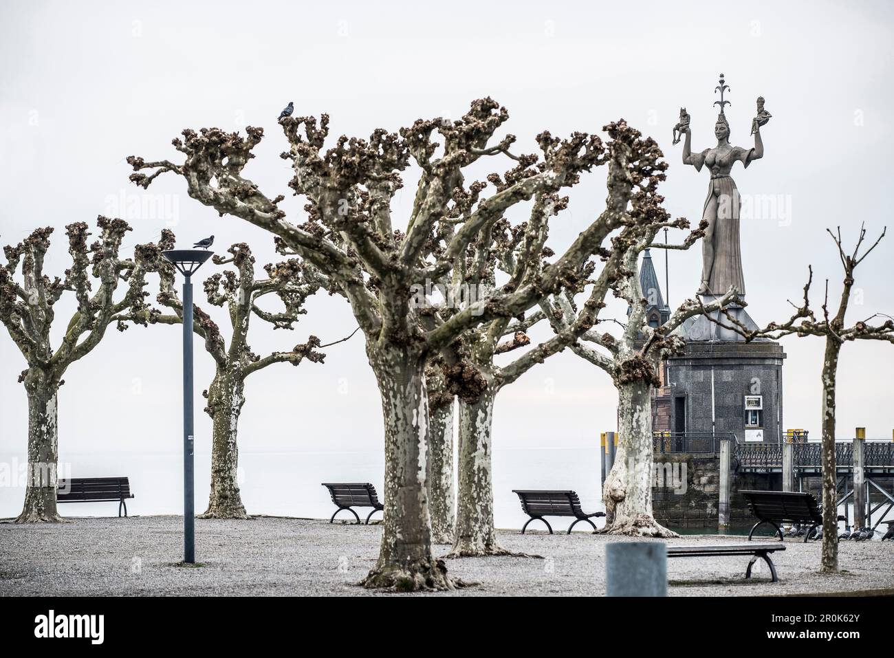 Platanes (Platanus) avec banc sur la promenade, vue sur le lac de Constance et Sculpture d'Imperia par le sculpteur Peter Lenk, Konstanz, Baden-Württember Banque D'Images