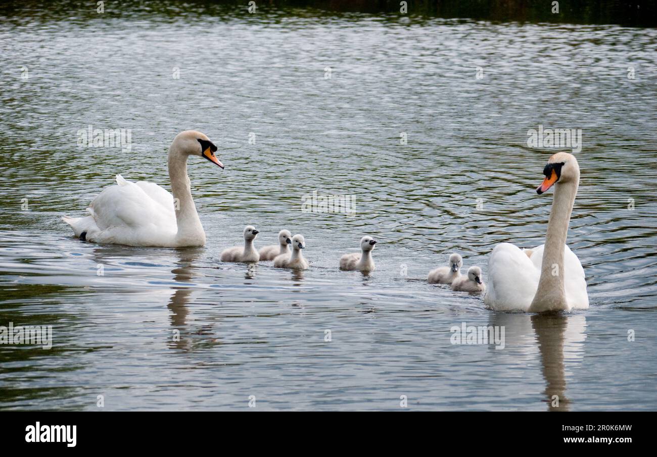 Famille Swan nageant le long du canal en Angleterre, au Royaume-Uni Banque D'Images