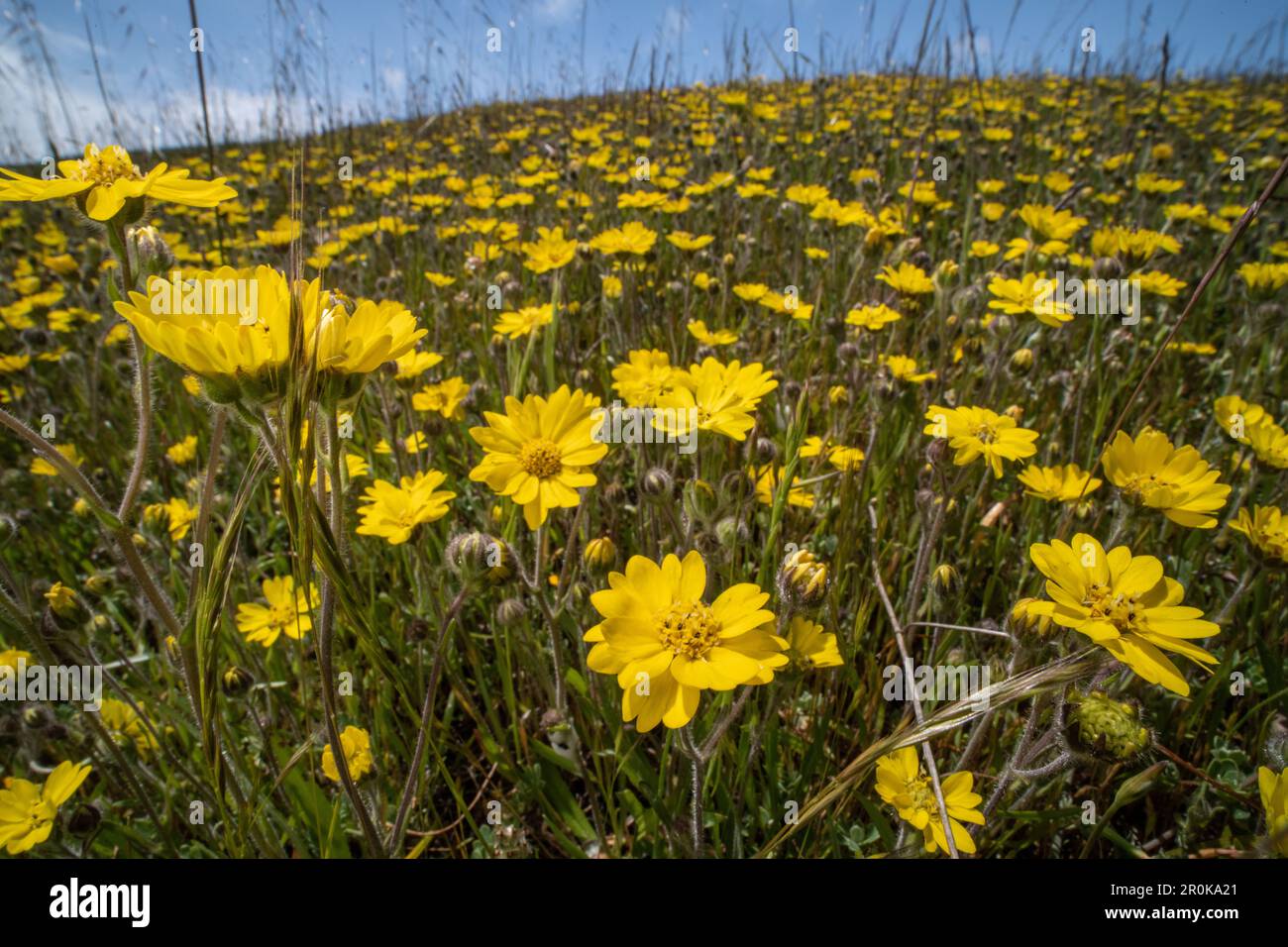 Floraison Hemizonia congeste - Hayfield Tarweed dans un champ en Californie, les fleurs sauvages jaunes couvrent les collines au printemps. Banque D'Images