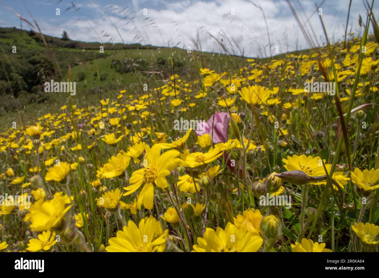 Floraison Hemizonia congeste - Hayfield Tarweed dans un champ en Californie, les fleurs sauvages jaunes couvrent les collines au printemps. Banque D'Images