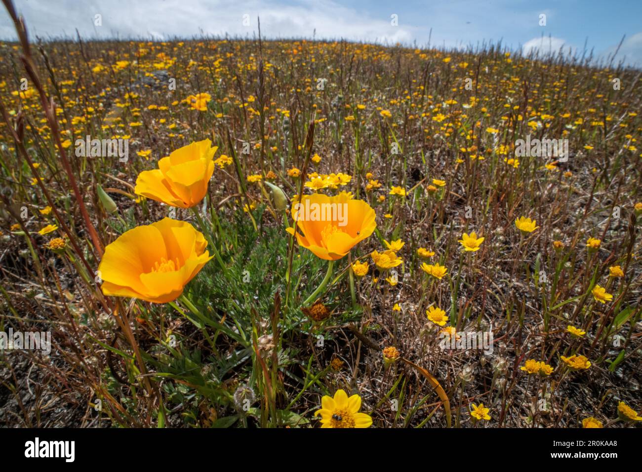 Les champs aurifères de Californie (Lasthenia californica) et les coquelicots (Eschscholzia) pendant la grande floraison printanière sur la côte ouest de l'Amérique du Nord. Banque D'Images