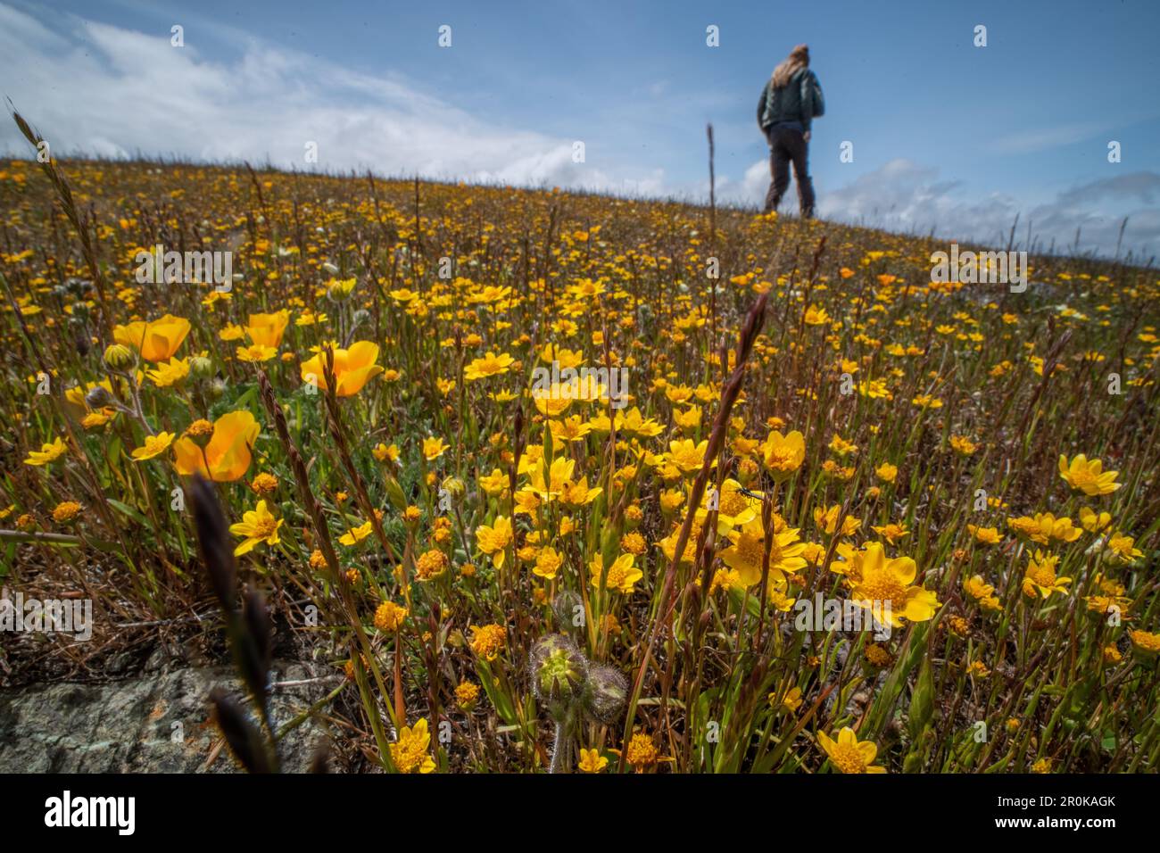 Un randonneur passe devant les champs aurifères de Californie (Lasthenia californica) et les coquelicots (Eschscholzia) pendant la super floraison printanière en Californie. Banque D'Images