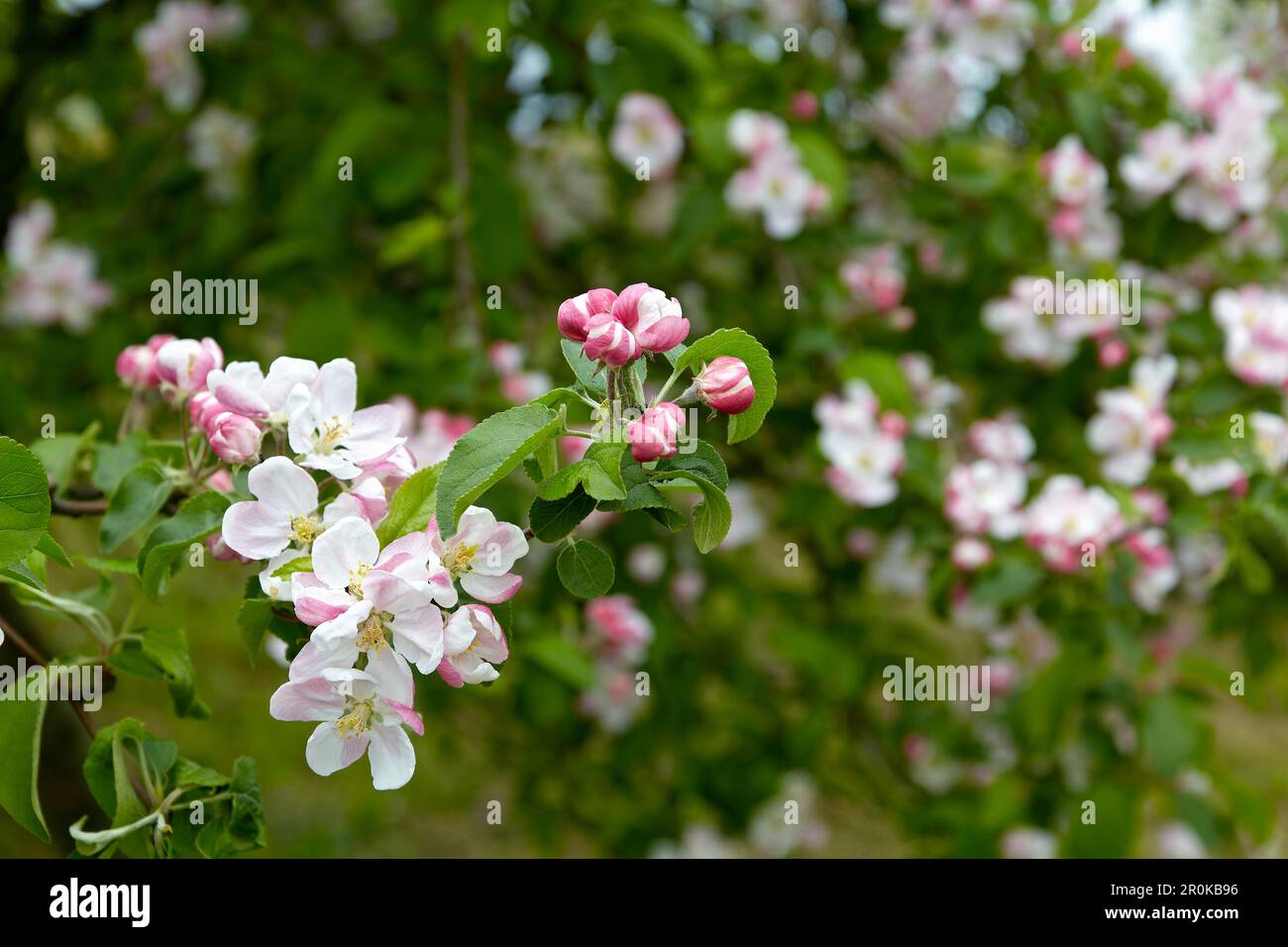 Image de l'arrière-plan naturel des branches de pommier en fleur Banque D'Images