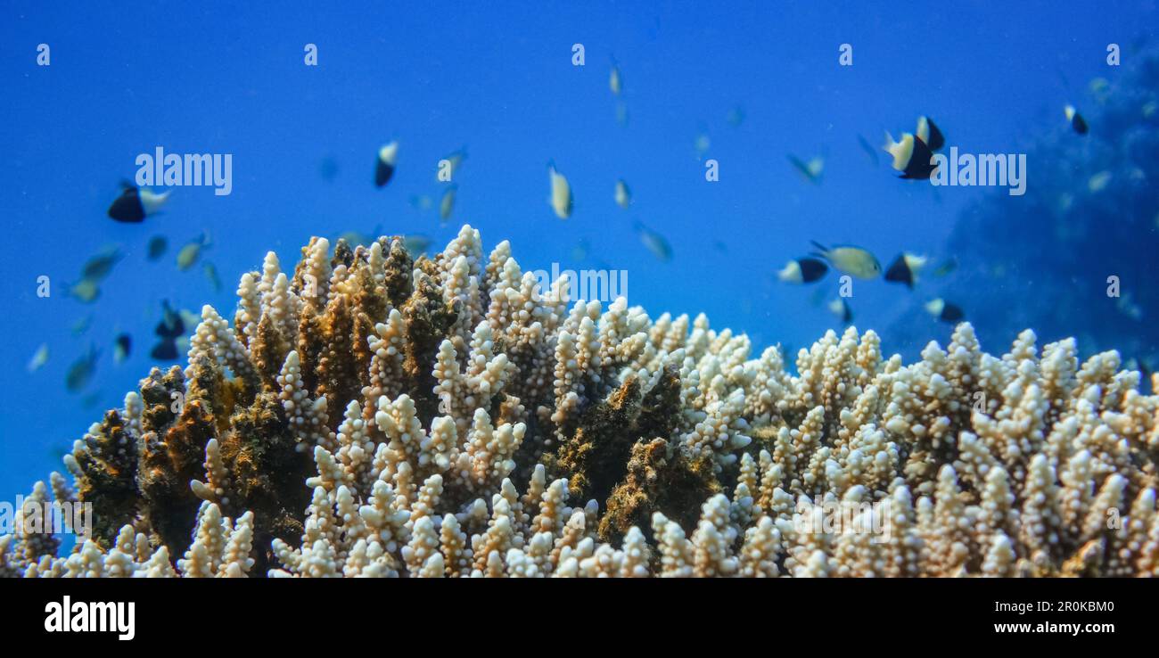 merveilleux coraux et beaucoup de petits poissons blancs noirs dans l'eau bleue de l'egypte vue panoramique Banque D'Images