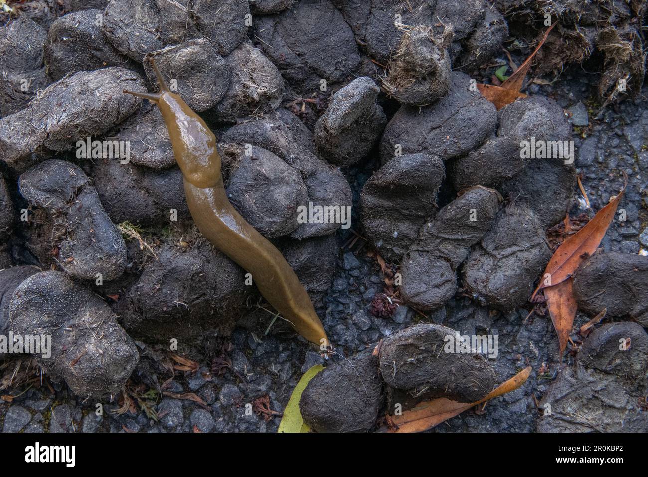 Button's Banana Slug (Ariolimax buttoni) hesing cheval dung sur un sentier de Californie. Banque D'Images