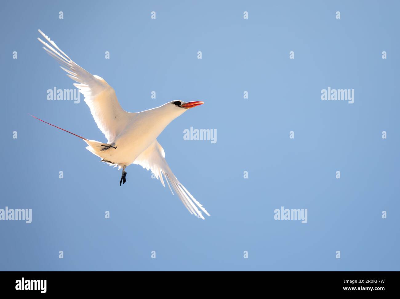 Le petit oiseau tropical à queue rouge (Phaethon rubricauda) en vol. Oiseaux de mer indigènes aux parties tropicales des océans Indien et Pacifique. Oiseau volant contre le ciel bleu Banque D'Images