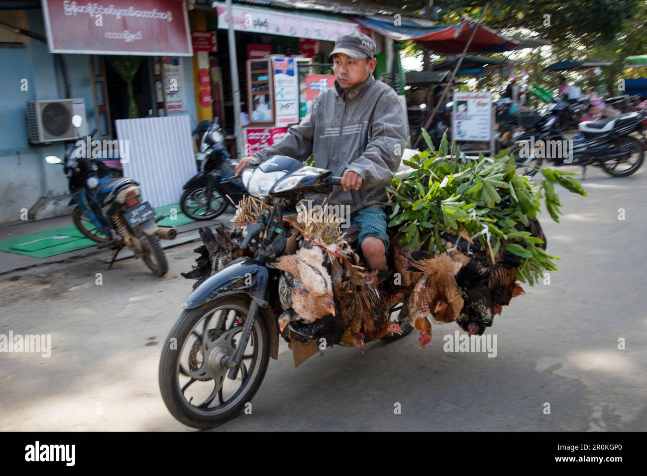 L'homme en route vers le marché de Katha transporte des poulets sur mobylette, Katha, Sagaing, Myanmar Banque D'Images