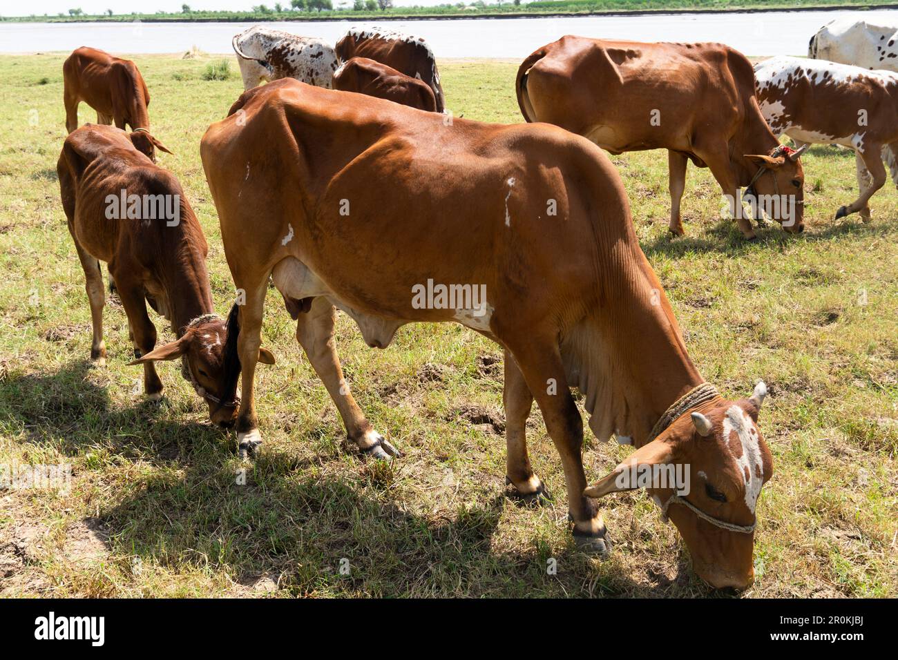 Vaches dans un champ herbacé par une journée lumineuse et ensoleillée Banque D'Images