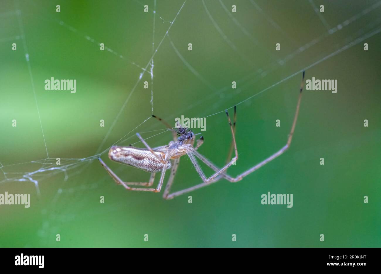 Une araignée d'Orb-Weaver juvénile à long-jawed (Tetragnatha extensa) avec proie Banque D'Images