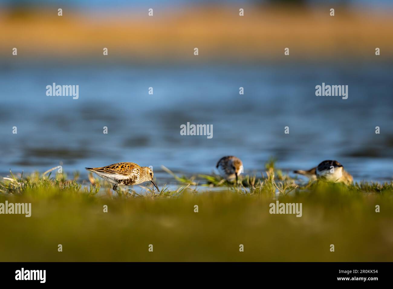 Dunlin, Calidris alpina. Lac Neusiedl - Parc national Seewinkel, Autriche. Banque D'Images