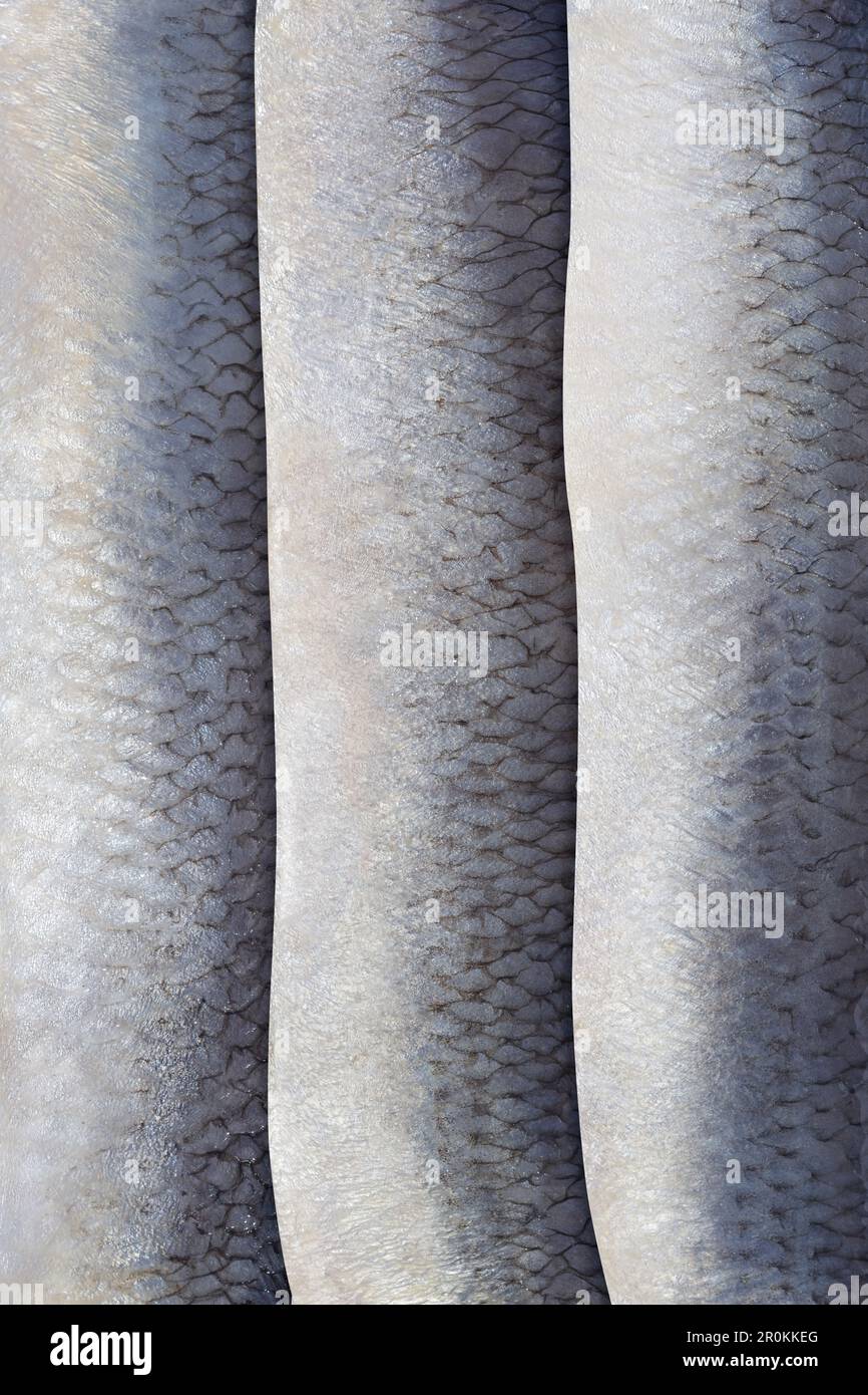 Tranches d'arbre de la texture de la peau ou du fond du poisson de hareng. Banque D'Images