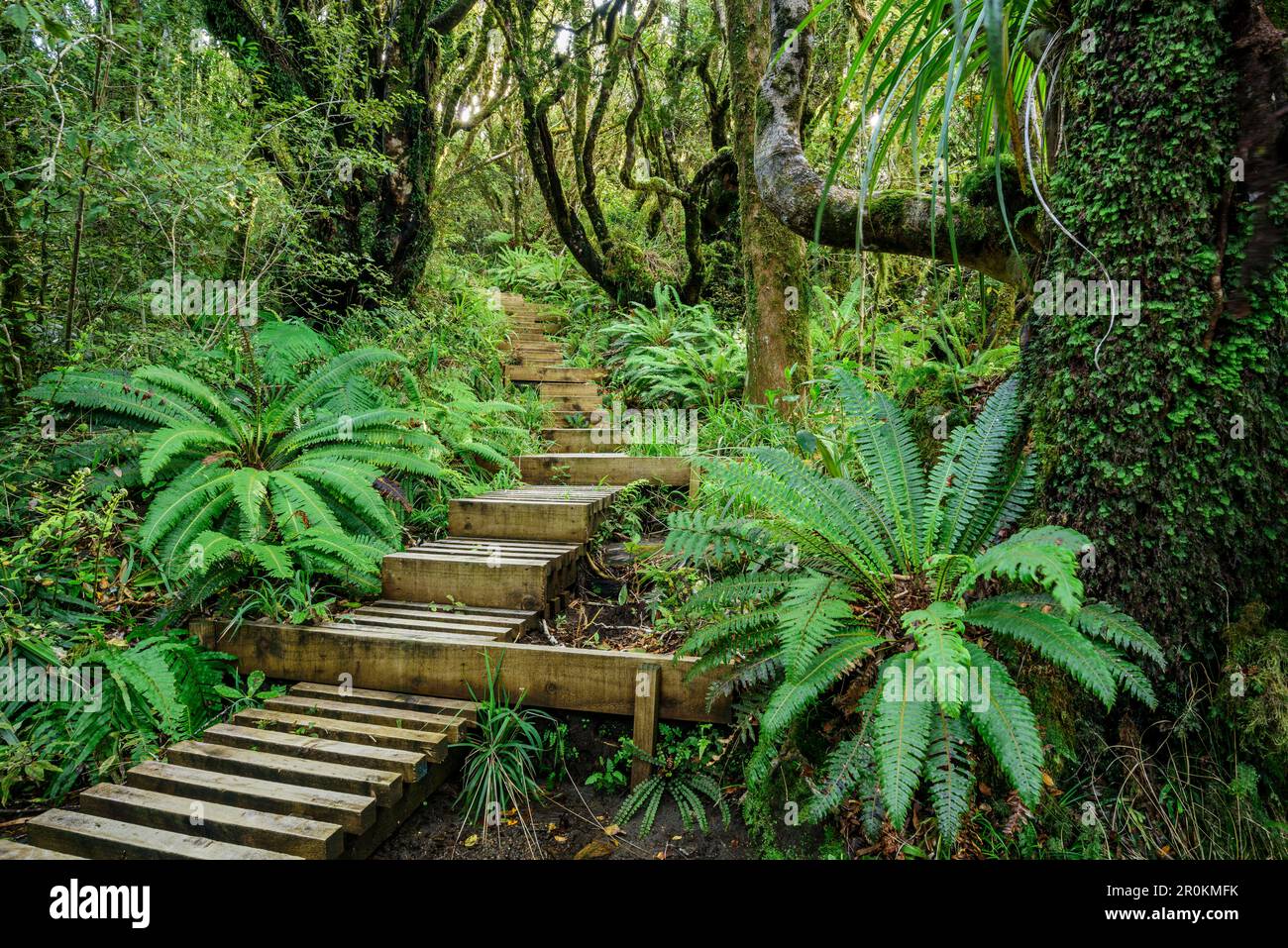 Piste avec marches en bois menant à travers la forêt avec la fougères, Mangorai Track, Pouakai Hut, Mont Egmont, parc national d'Egmont, Taranaki, île du Nord, Nouveau Banque D'Images