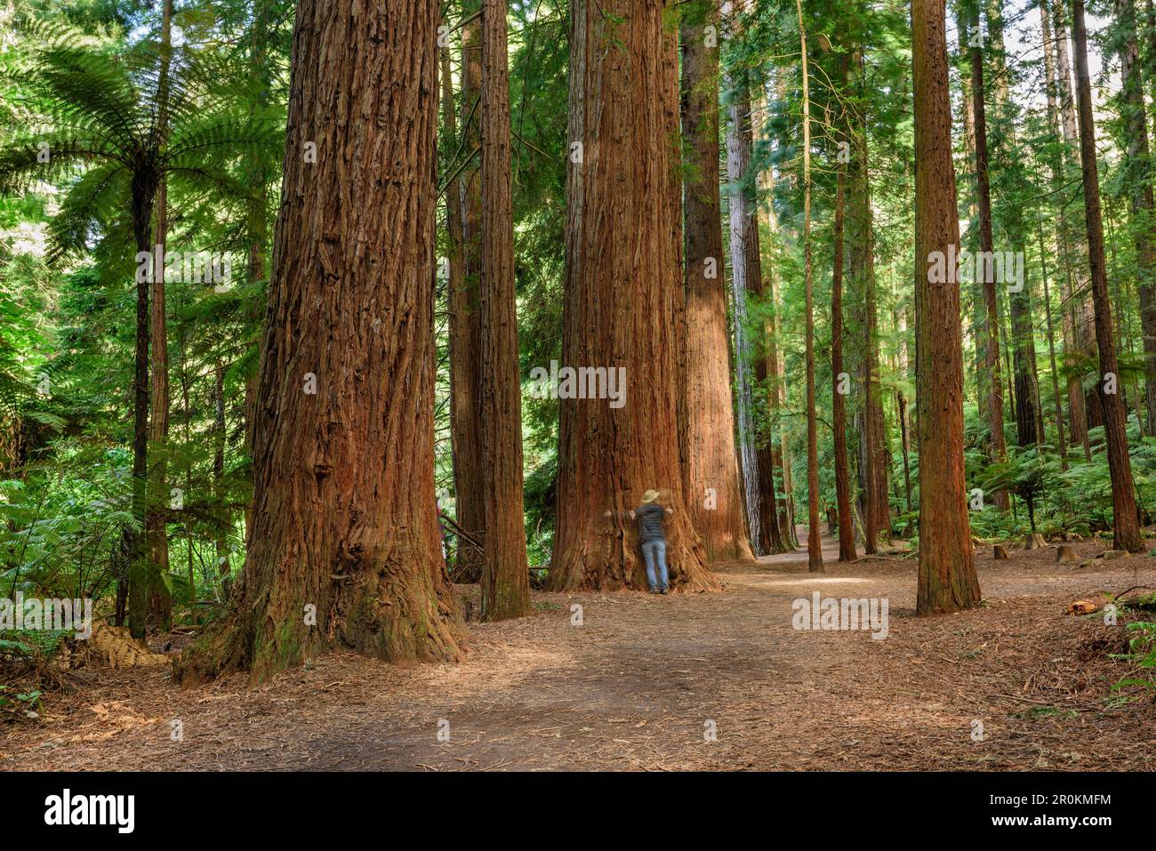 Personne essayant d'embrasser un immense arbre de séquoias, forêt de séquoias, forêt de Whakarewarewa, Rotorua, baie de Plenty, Île du Nord, Nouvelle-Zélande Banque D'Images