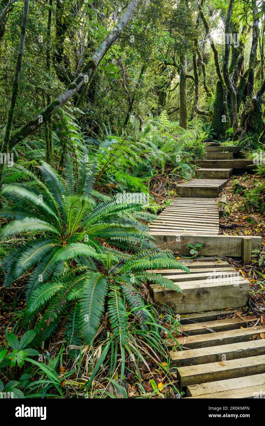 Piste avec marches en bois menant à travers la forêt avec la fougères, Mangorai Track, Pouakai Hut, Mont Egmont, parc national d'Egmont, Taranaki, île du Nord, Nouveau Banque D'Images