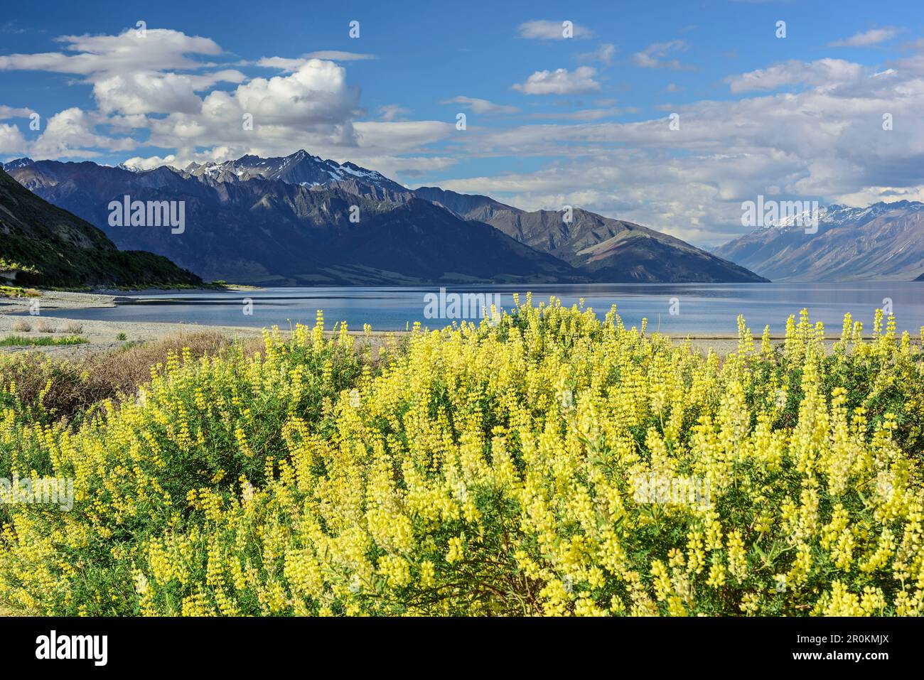 Lupins jaunes avec le lac Hawea en arrière-plan, le lac Hawea, le parc national de Mount Aspiring, UNESCO Welterbe te Wahipounamu, Queenstown-Lake District, OTAG Banque D'Images