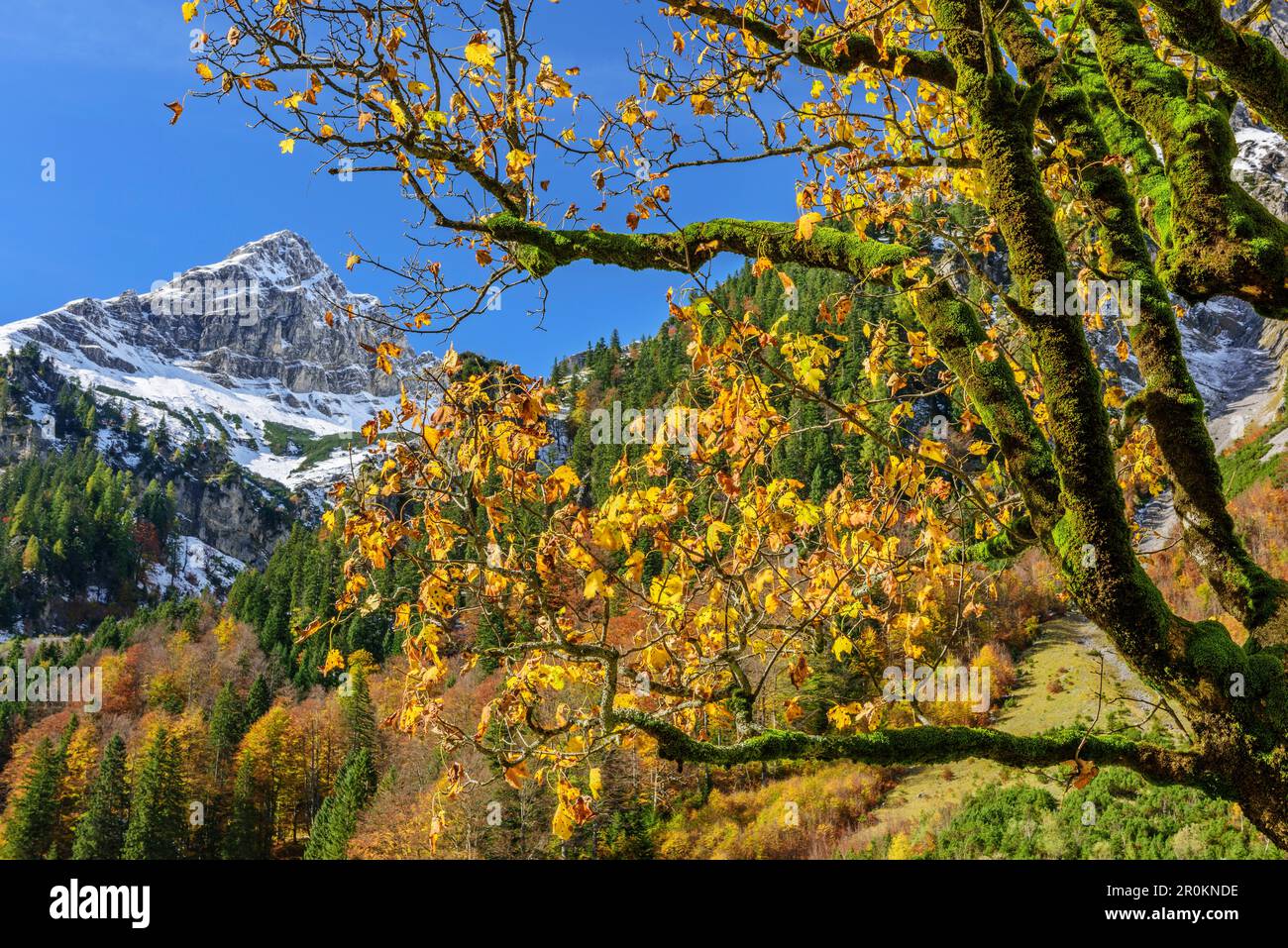 Érable aux couleurs automnales, Grosser Ahornboden, Eng, Karwendel, Parc naturel de Karwendel, Tyrol, Autriche Banque D'Images