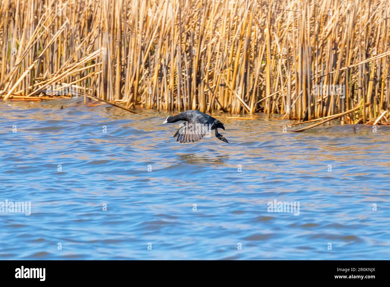 Un coot eurasien en vol au-dessus de l'eau bleue Banque D'Images